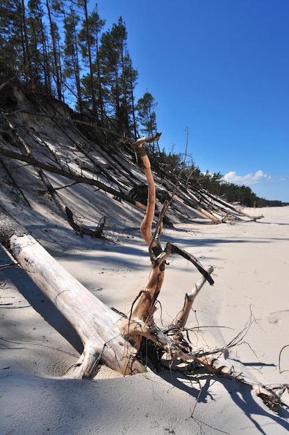 Driftwood on tree trunk during winter