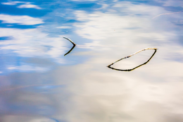 Foto legno galleggiante in acqua