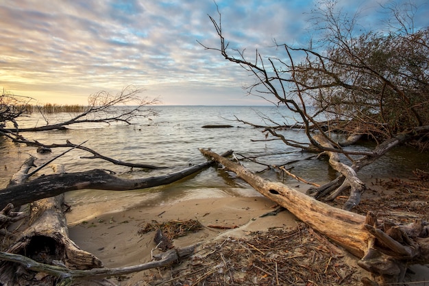 Driftwoods. Grey tree branches lying over the water, dry dead wood in a lake