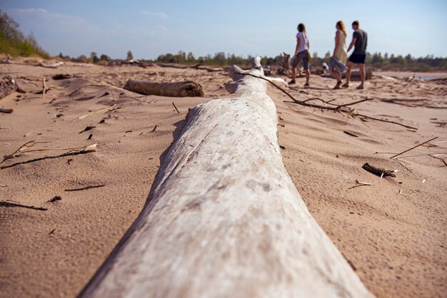 Drijfhout aanmelden zee kust