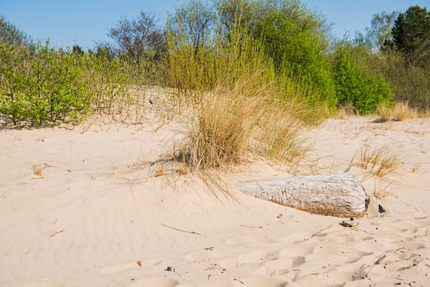 Drijfhout login overzeese kust. Zonnige zomerdag. Letland. Rivier genaamd Gauja