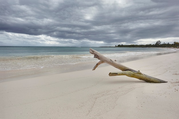 Foto drijfhouten stam ingebed in het witte zand van het xpu-ha-strand in mexico. achter de zee en een hemel die storm belooft.