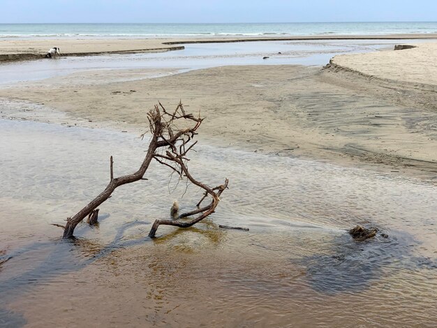 Foto drijvend hout op het strand