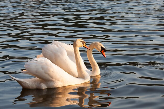 Drijvend op het water een groep witte zwanen