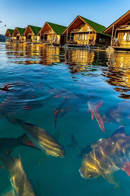 Drijvende bangalows wachten tot toeristen aankomen bij cheow lan dam of ratchaprapa dam in de provincie surat thani, thailand