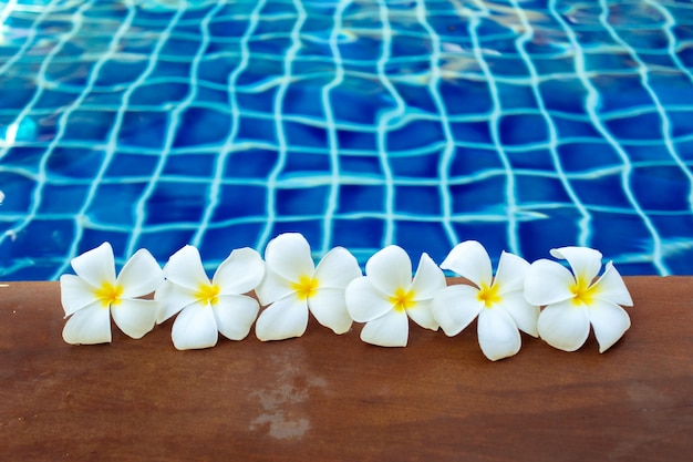 Drijvende frangipani bloemen in het zwembad