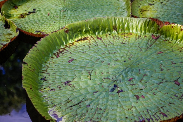 Drijvende gigantische Amazone-waterlelie van dichtbij in de botanische tuin van Mauritius