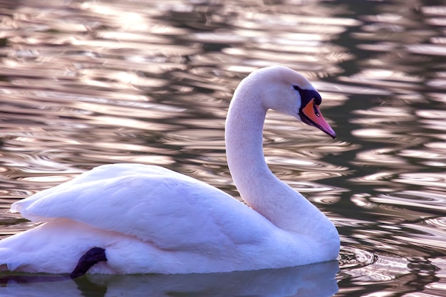 Drijvende sierlijke witte zwaan op de vijver. Gevederde dieren vogels