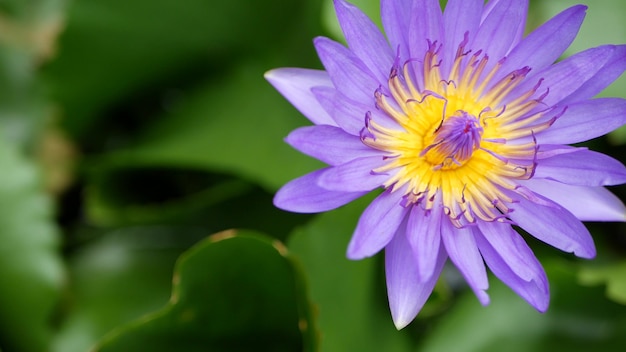 Drijvende waterlelies in vijver. Van bovenaf van groene bladeren met violette waterleliebloemen die in rustig water drijven. symbool van boeddhistische religie op zonnige dag.