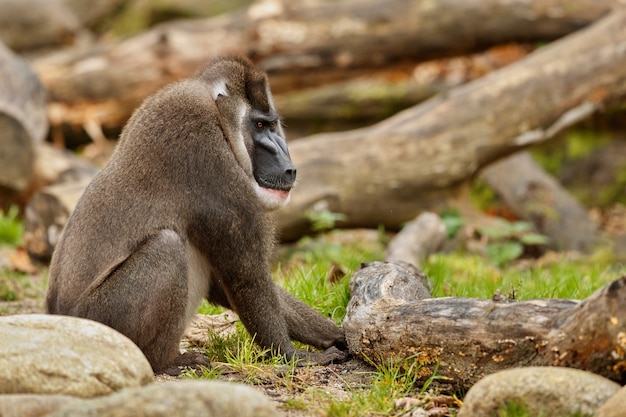 Drill monkey Mandrillus leucophaeus resting in the nature habitat area