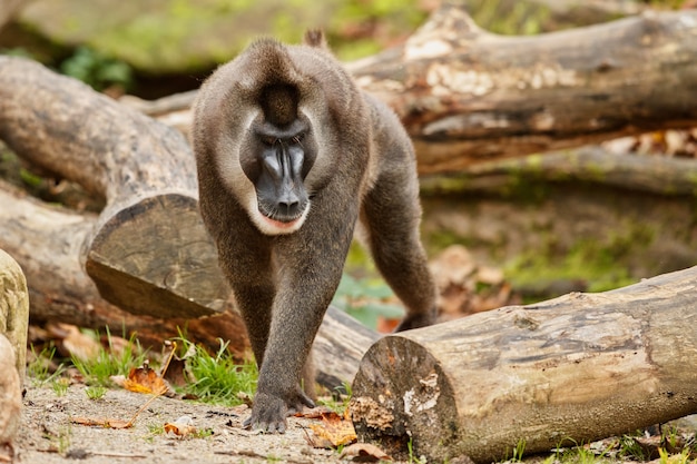 Буровая обезьяна Mandrillus leucophaeus отдыхает в природной среде обитания