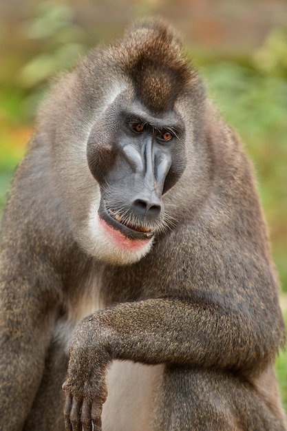 자연 서식지 지역에서 쉬고 있는 드릴 원숭이 Mandrillus leucophaeus