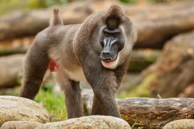 Буровая обезьяна Mandrillus leucophaeus отдыхает в природной среде обитания