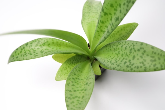 Drimiopsis botryoides Baker or Leopard lily in white background