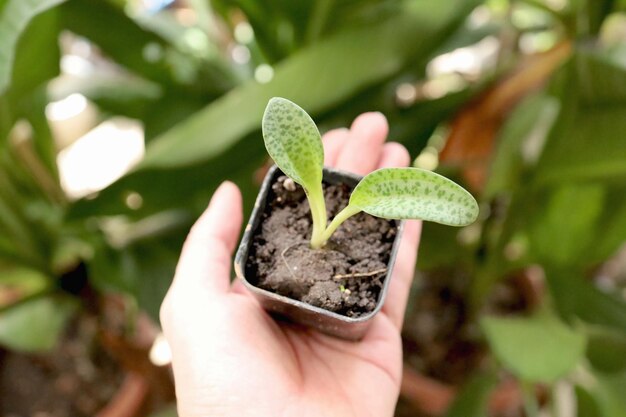 Drimiopsis botryoides Baker of Leopard lily op witte achtergrond