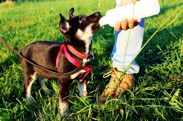 Drinking dog on grass