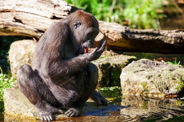 Foto il gorilla bevente