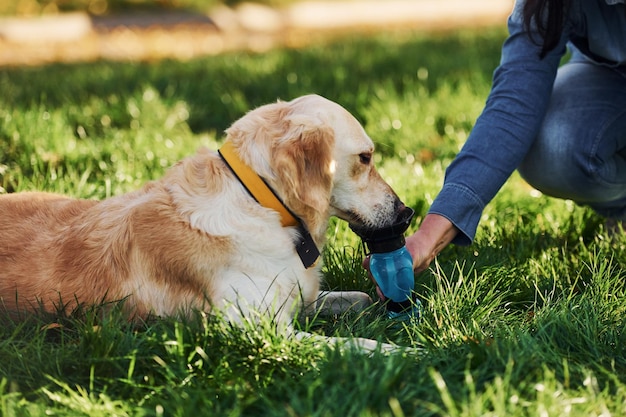 Drinks water Woman have a walk with Golden Retriever dog in the park at daytime