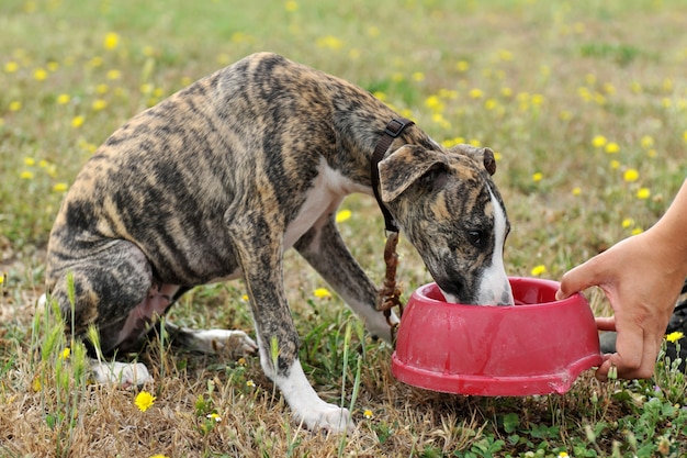 Drinkwater puppy whippet