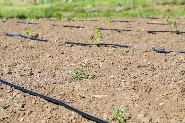 Drip irrigation on freshly planted vegetable garden.