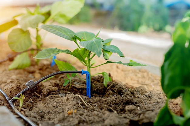 Drip irrigation in the greenhouse for peppers close-up.