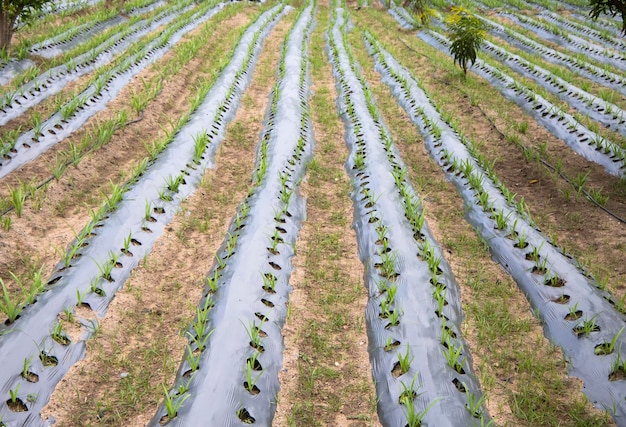 Photo drip irrigation method farming in india agricultural field