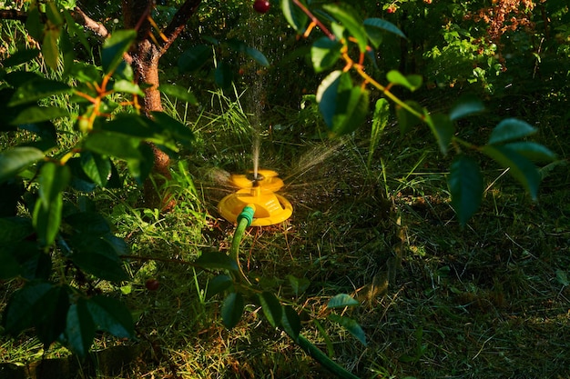 Sistema di irrigazione a goccia per il primo piano del giardino