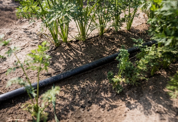 Drip irrigation system. Water saving drip irrigation system being used in a young carrot field.