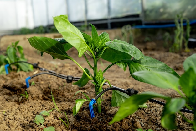 Drip watering near the young pepper shoot.