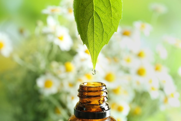 Dripping chamomile essential oil into bottle on blurred background