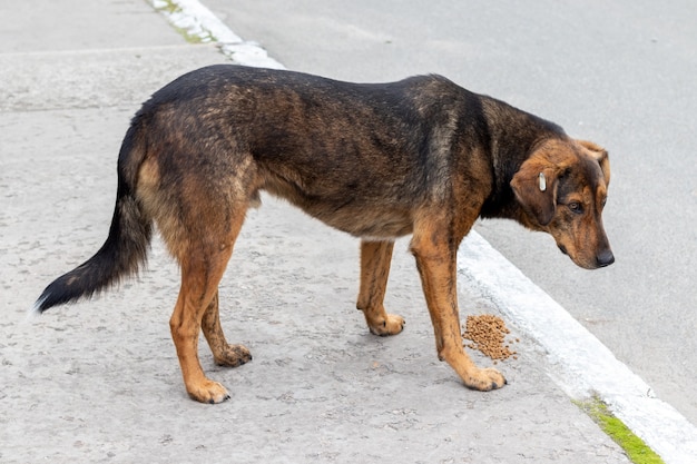 Droevige dakloze hond met een chip in zijn oor staat op straat boven droogvoer