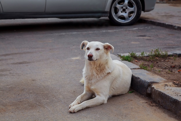 Droevige dakloze hond