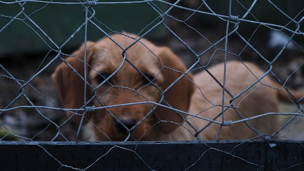 Droevige en eenzame bruine puppyhond achter het hek van een kennel