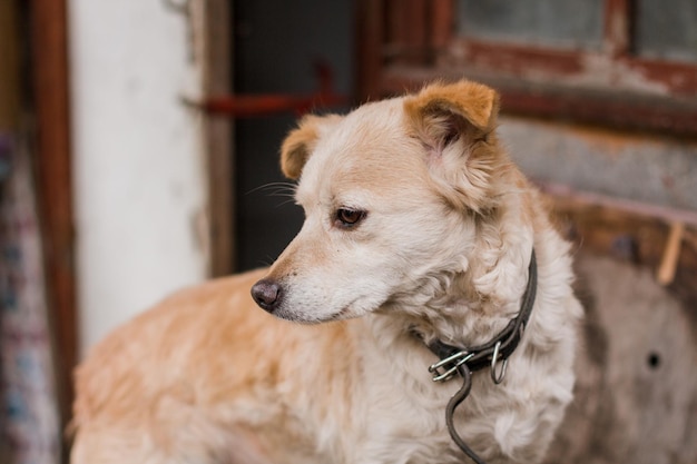 Droevige gemberhond in een kraag op een bakstenen muurachtergrond