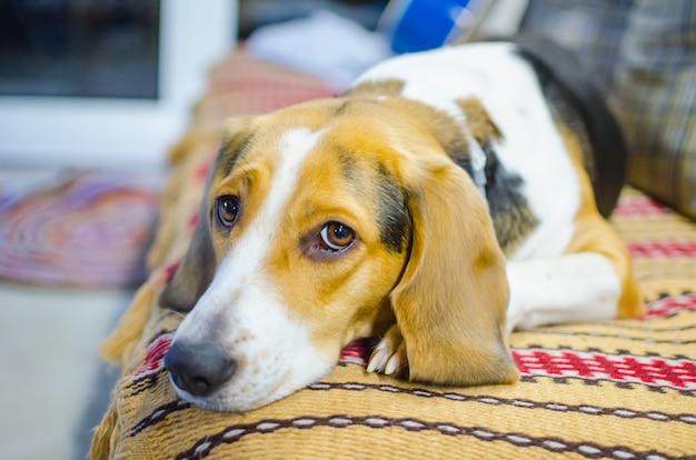 Droevige hond die op de laag ligt en op zijn eigenaar wacht