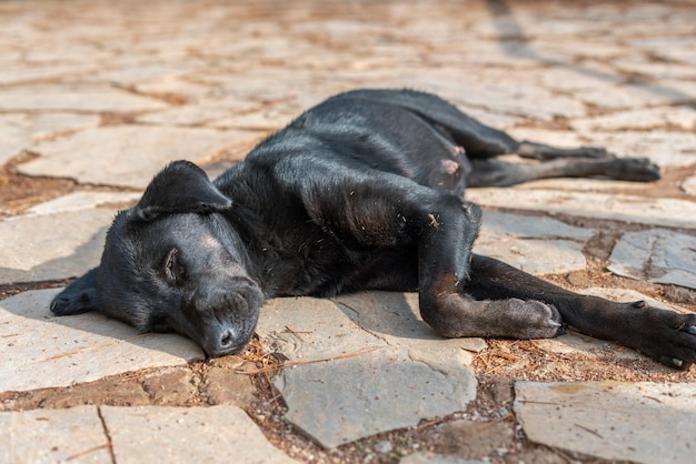 Droevige zwerfhond. Zwarte Hond