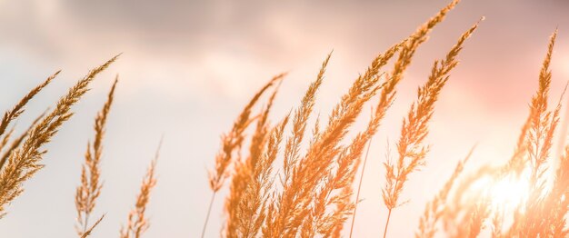 Droge aartjes van het hoge gras groeien in het herfstveld. kruiden van tarwe in de natuur. mooie planten achtergrond met grijze lucht.