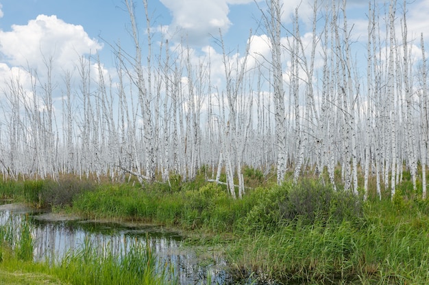 Droge berkenbomen in een moeras