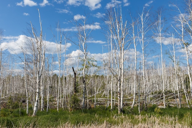 Droge berkenbomen in een moeras