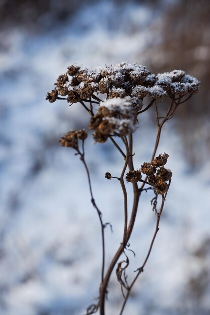 Droge besneeuwde bevroren bloeiwijze tegen een achtergrond van witte sneeuw