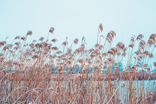 Droge bezems van riet tegen een bewolkte hemel Natuurlijke achtergrond