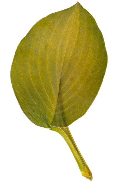 Foto droge blad hosta van herbarium geïsoleerd op een witte ondergrond