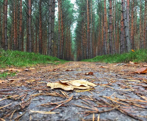 Droge bladeren die in de herfst op het land in het bos zijn gevallen