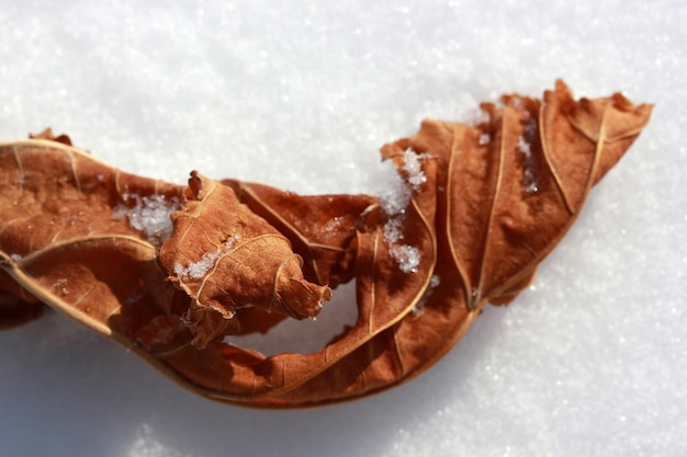 droge bladeren in de sneeuw