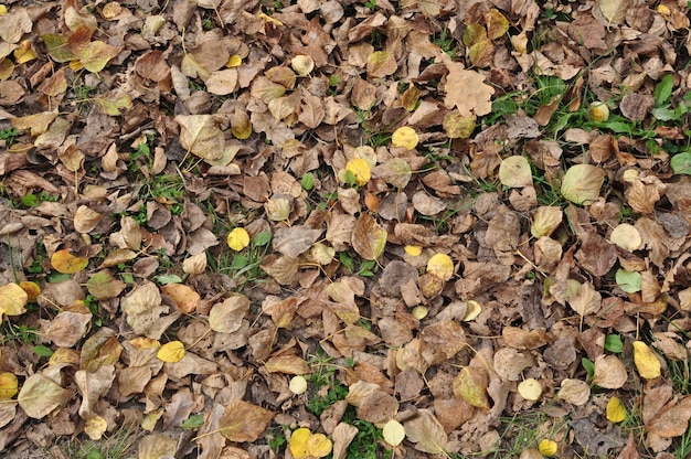Droge bladeren op de grond. In de herfst vielen de bladeren van de bomen op de grond. Achtergrond, textuur.