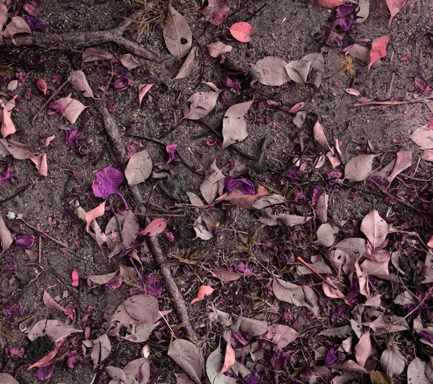 Droge bladeren paarse bloemen gevallen op grond grond en wortels in tuin esthetische natuurlijke textuur