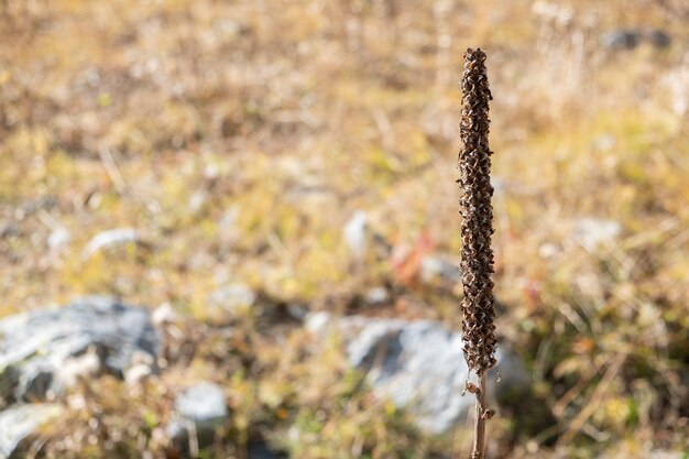 Droge bloem Verbascum thapsus