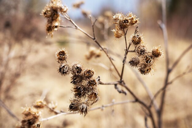 droge bloemen op een droog veld