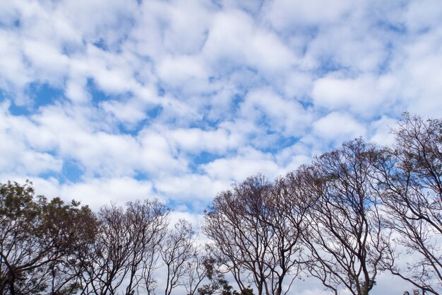 Foto droge bomen en blauwe hemel met kopie ruimte.