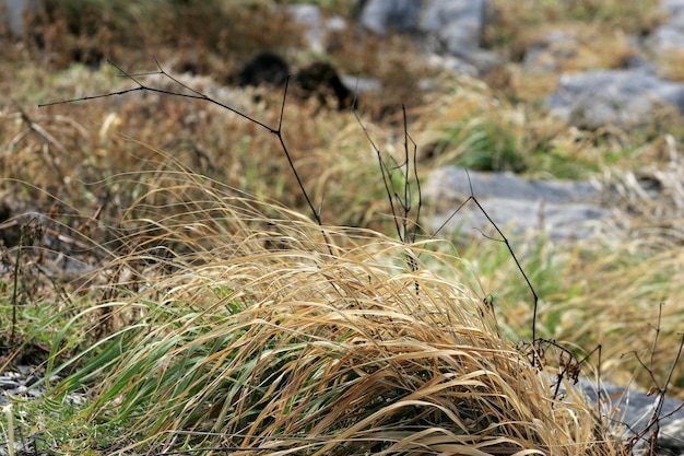 droge bomen zwaaien in de wind